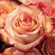 Consulatie met  medium Rose